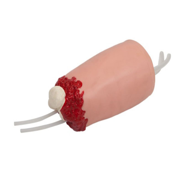 Lower Limb Amputation and Hemostasis Model
