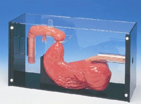 胃镜与ERCP检查训练模型