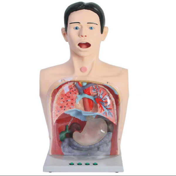 Advance Transparent Gastric Lavage Simulator