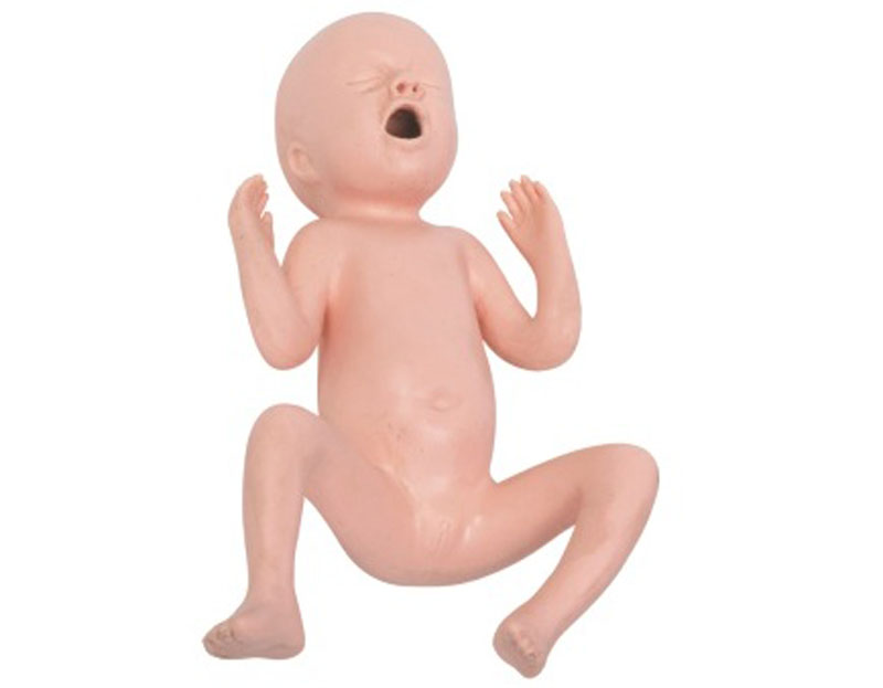 Twenty-four Weeks Premature Infant Model