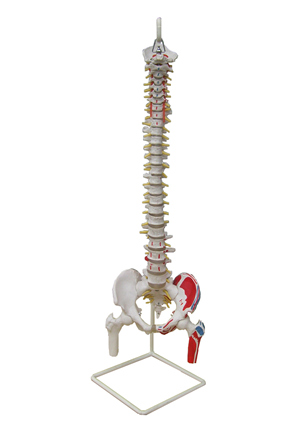 自然大脊椎带骨盆附肌肉着色模型