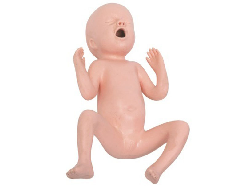 Thirty Weeks Premature Infant Model