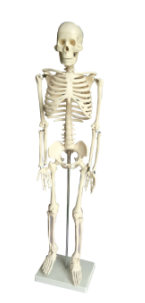 全身骨骼85cm模型