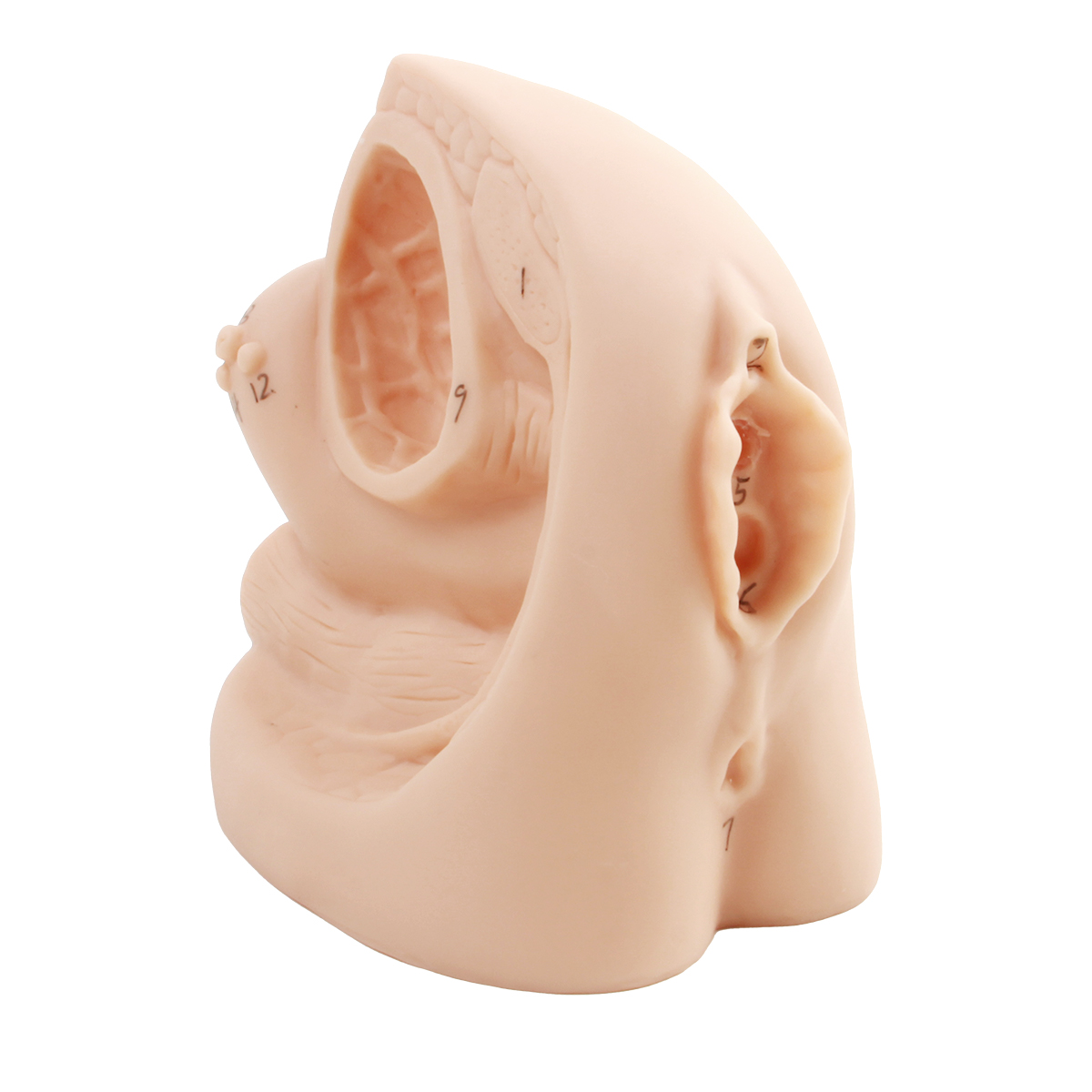 女性内外生殖器及导尿模型