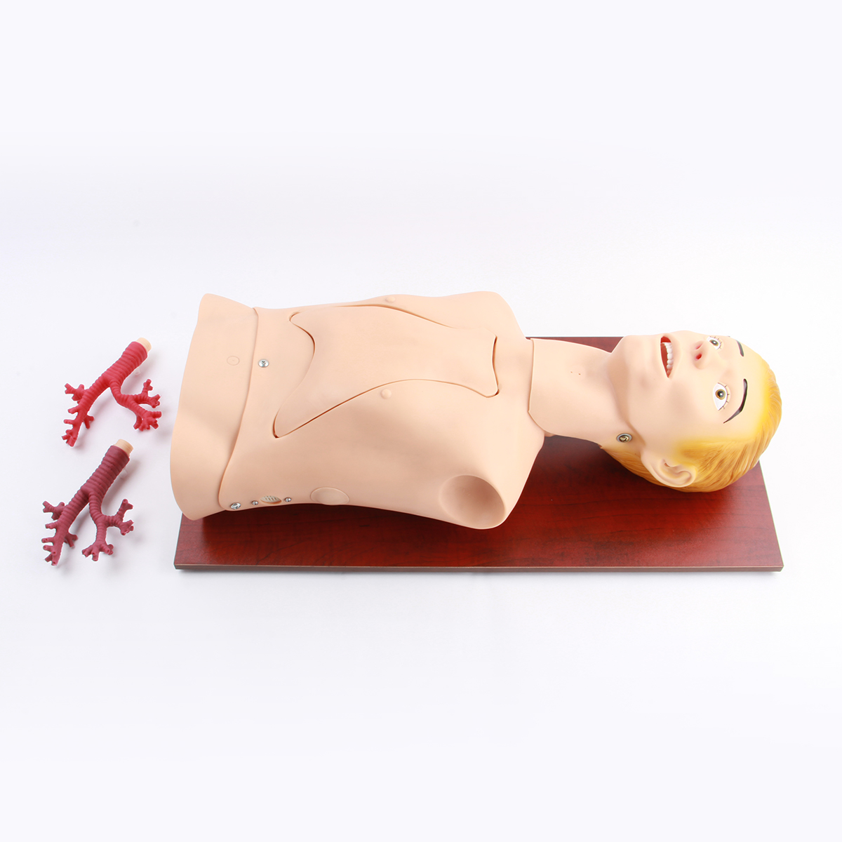 支气管内窥镜训练模型