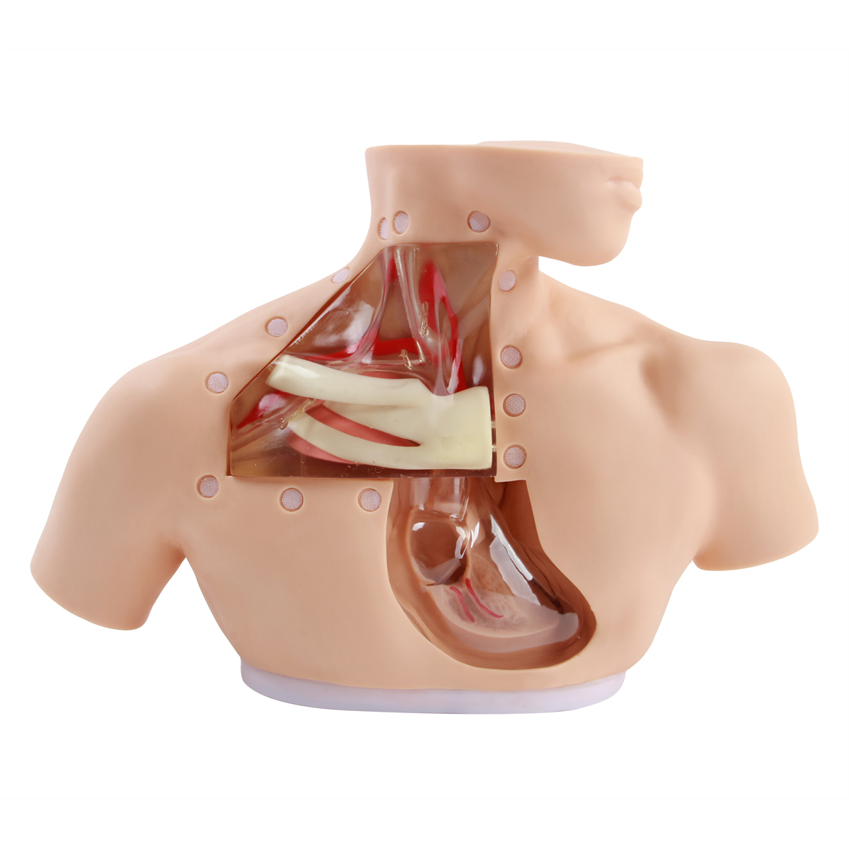  高级肠外营养护理模型