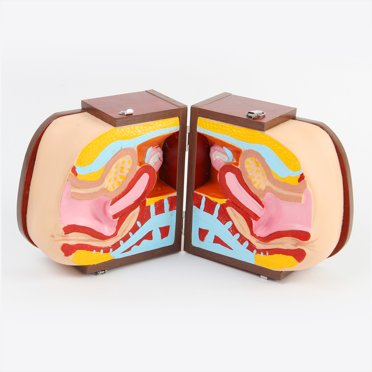 高级女性避孕器指导模型