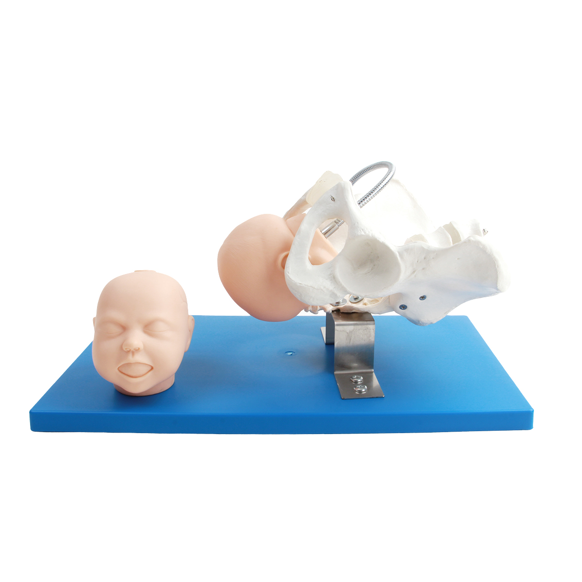 带有胎儿头的骨盆模型