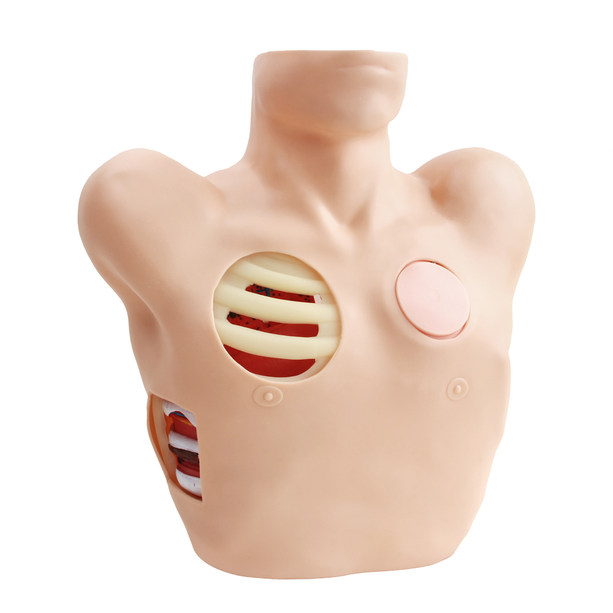 胸腔穿刺引流模型