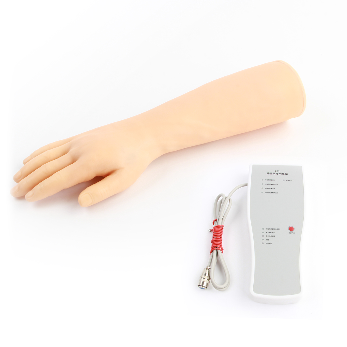 腕关节穿剌模型