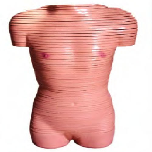 女性躯干横切面断层解剖模型