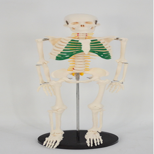 人体骨骼带神经模型（85cm)
