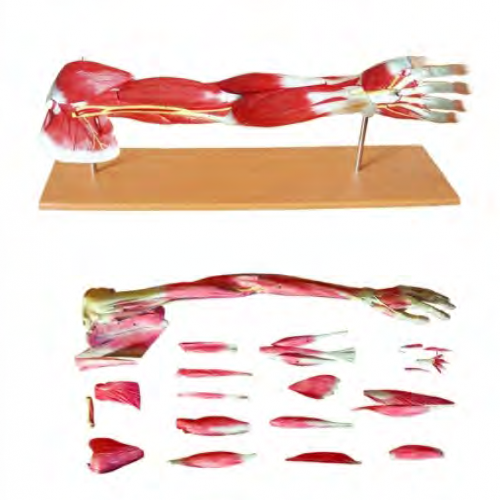 上肢层次解剖模型（19部件）