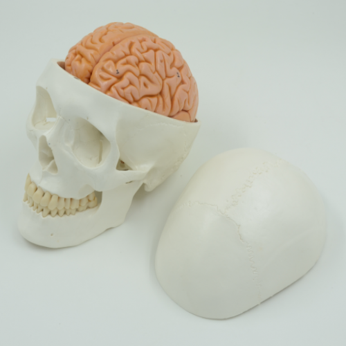 头骨带8部分脑动脉模型（软脑）