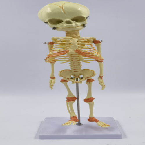 胎儿骨骼模型