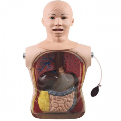  高级鼻胃管与气管护理模型