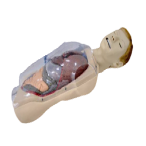 三腔二囊管训练模型