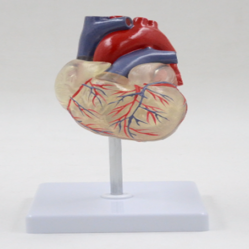 透明心脏模型