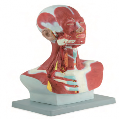 头、面、颈部解剖和颈外动脉配布模