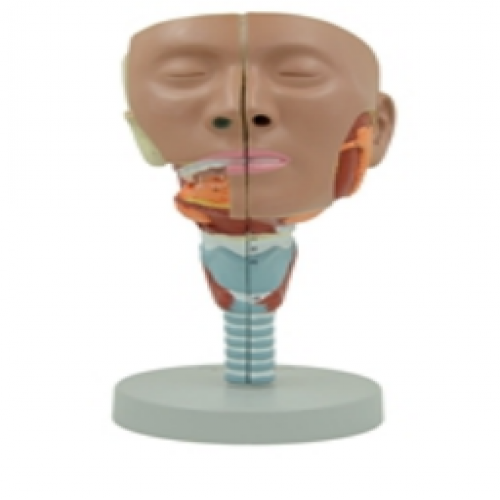 唾液腺及咽肌解剖模型