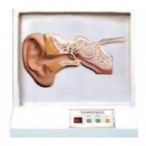 耳听觉调节模型（声控）