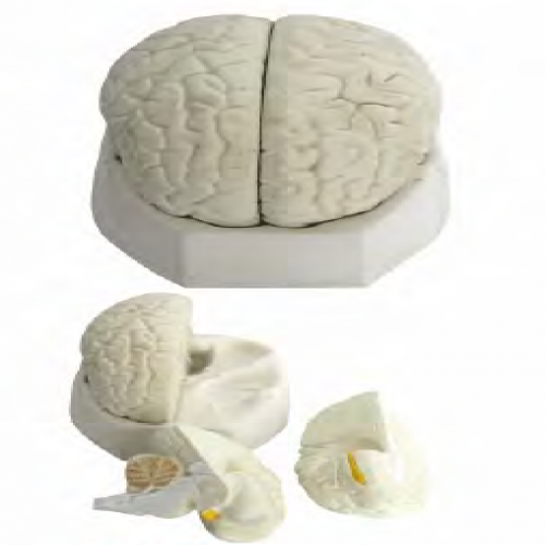 脑解剖模型（3部件）
