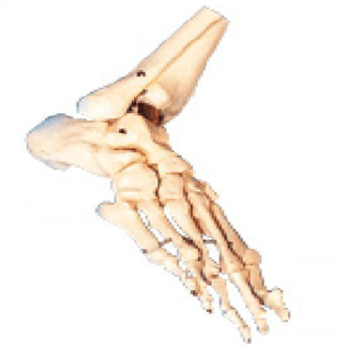 足骨模型