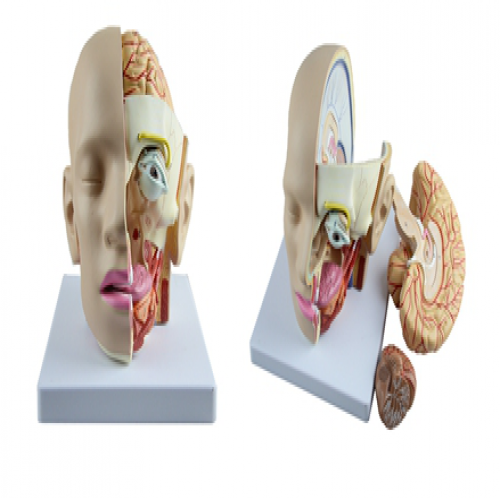 头部解剖模型（4部件）