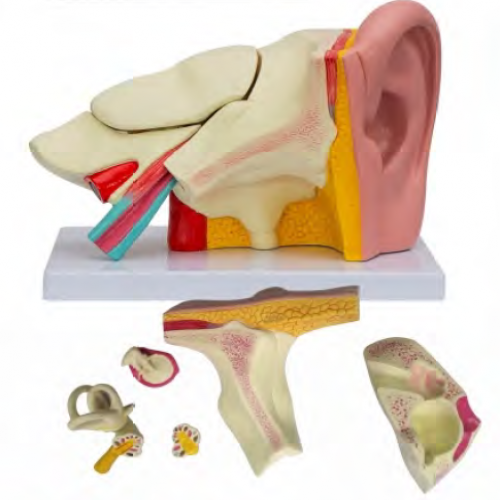 耳放大模型（6部件）