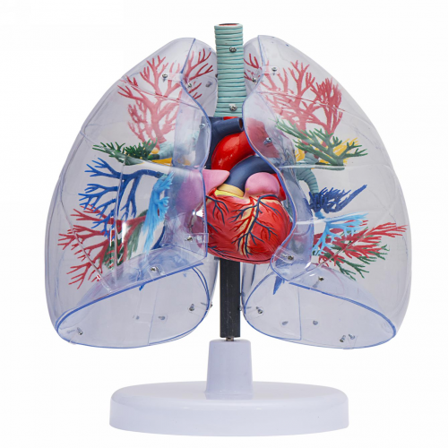 透明肺、气管、支气管连心脏模型