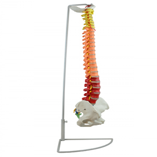 脊椎带骨盆模型（彩色可弯曲）