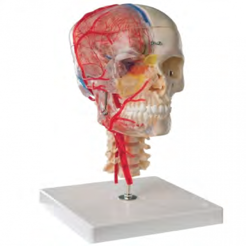 神经血管头颅带7节颈椎模型