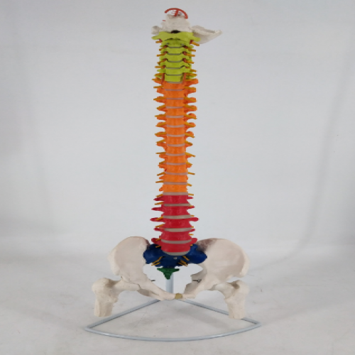 脊椎带骨盆附半腿骨模型（彩色可弯曲）
