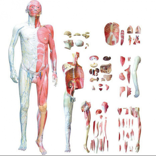 人体全身层次解剖附内脏模型-1