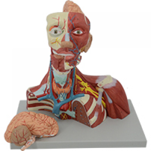 颅腔及头颈胸局部解剖模型（2部件）