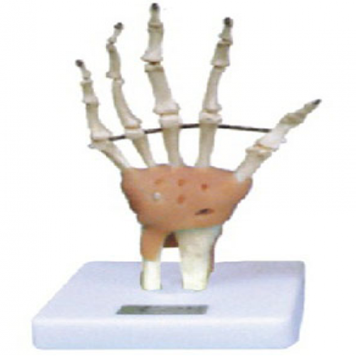 手关节功能模型（附韧带）