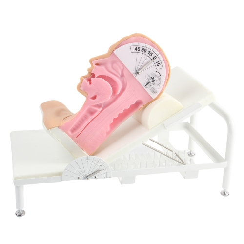 高级吞咽机制模型