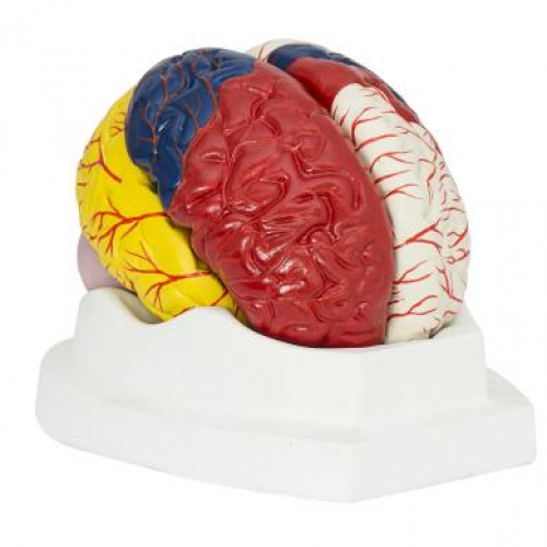 高级脑模型及大脑皮质功能定位模型