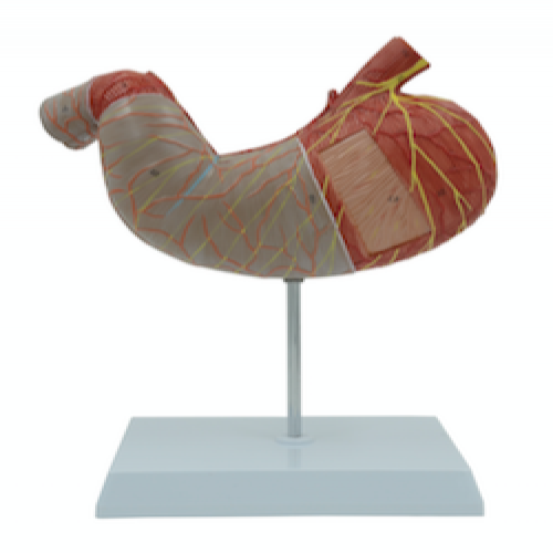 胃解剖放大模型