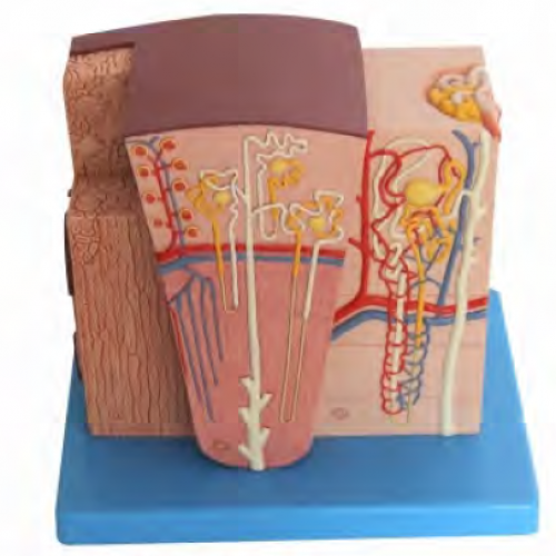 微观解剖肾脏模型