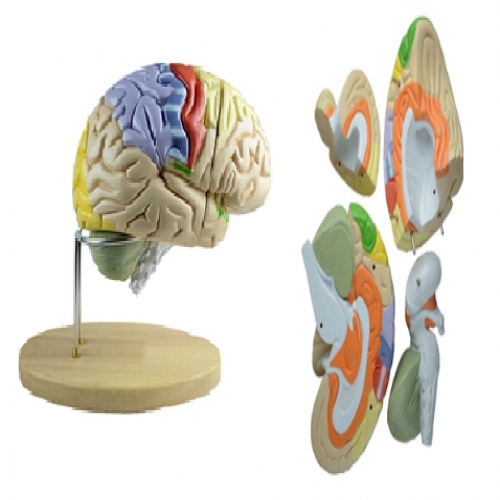 豪华脑解剖模型