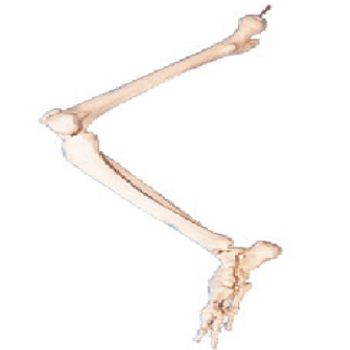 下肢骨模型