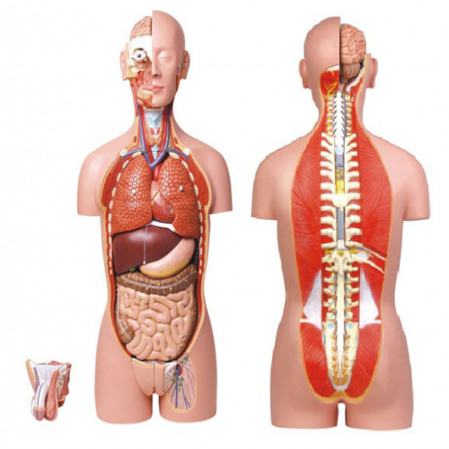 男、女两性人体背部开放式半身躯干模型（87cm/27件）