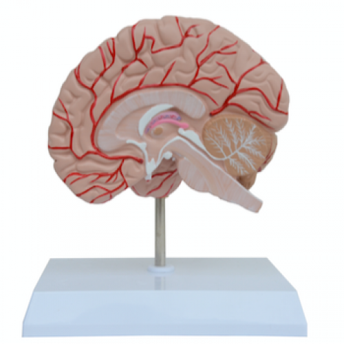 右半脑模型
