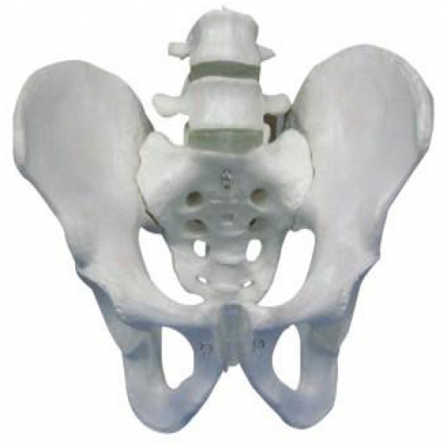 骨盆带两节腰椎模型
