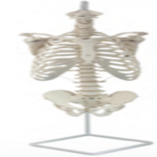 脊椎带骨盆附肋骨模型