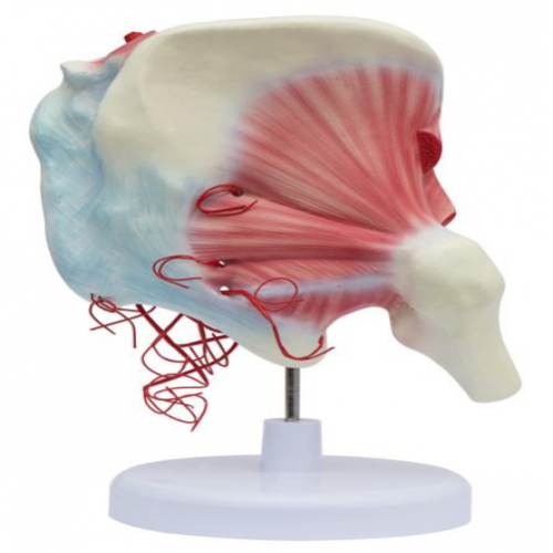 髋肌及髂内动脉分布模型